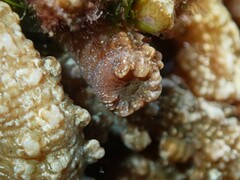 Isaurus tuberculatus