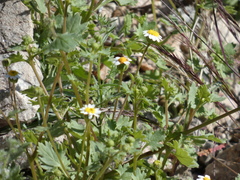 Perityle emoryi