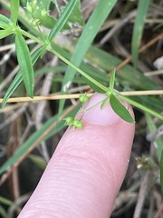 Oldenlandia corymbosa
