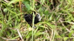 Bombus funebris