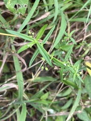 Oldenlandia corymbosa
