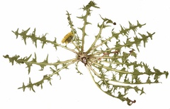 Taraxacum disseminatum