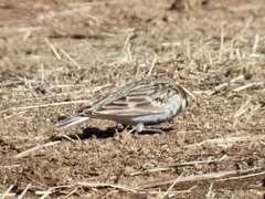 Calcarius ornatus