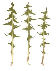 Taraxacum disseminatum