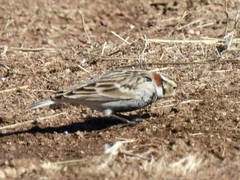 Calcarius ornatus