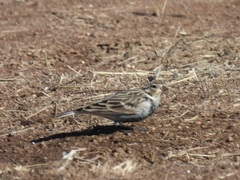Calcarius ornatus