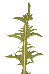 Taraxacum disseminatum