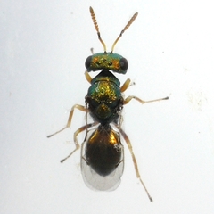 Halticoptera