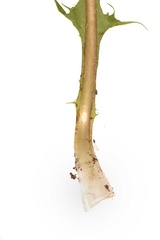 Taraxacum disseminatum