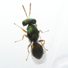 Halticoptera