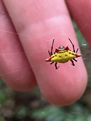Gasteracantha cancriformis