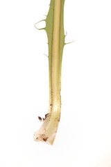 Taraxacum disseminatum