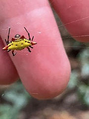 Gasteracantha cancriformis