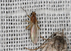 Lonchoptera bifurcata