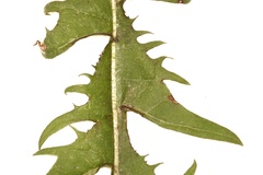 Taraxacum disseminatum