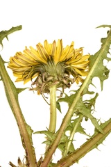 Taraxacum disseminatum