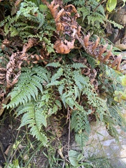 Polystichum wawranum
