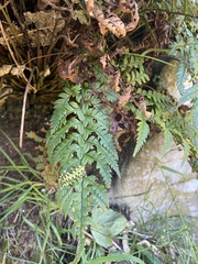 Polystichum wawranum
