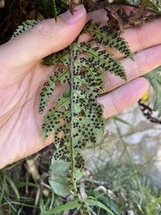 Polystichum wawranum