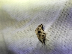 Harmologa amplexana