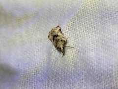 Harmologa amplexana