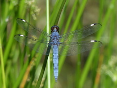 Libellula cyanea