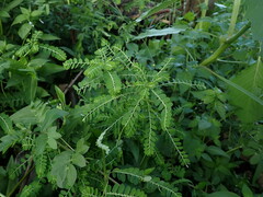 Phyllanthus amarus