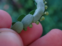 Phyllanthus amarus
