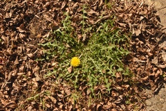Taraxacum disseminatum