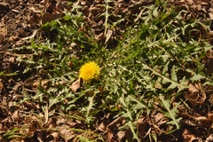 Taraxacum disseminatum