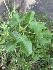 Jatropha gossypiifolia