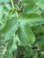 Jatropha gossypiifolia