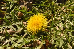 Taraxacum disseminatum