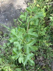 Jatropha gossypiifolia