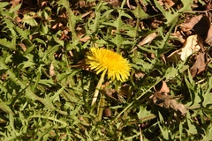 Taraxacum disseminatum