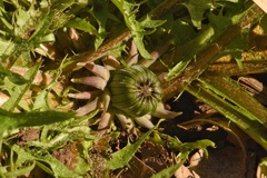 Taraxacum disseminatum
