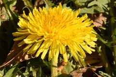 Taraxacum disseminatum