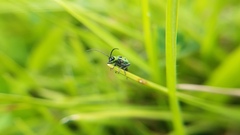 Diabrotica decempunctata