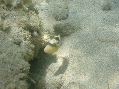 Pseudobalistes flavimarginatus