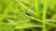 Diabrotica decempunctata