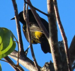 Icterus melanopsis