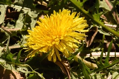 Taraxacum disseminatum