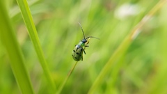 Diabrotica decempunctata