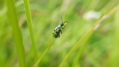 Diabrotica decempunctata