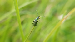 Diabrotica decempunctata