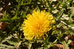 Taraxacum disseminatum