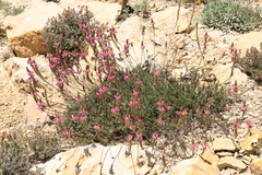 Onobrychis viciifolia