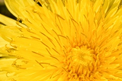 Taraxacum disseminatum