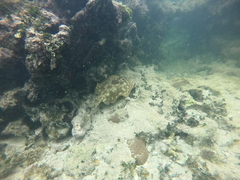 Urobatis jamaicensis