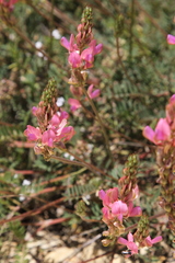 Onobrychis viciifolia